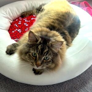 Meet your Posher, Angel